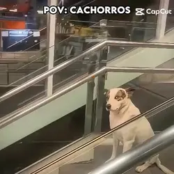 pérolas de cachorros