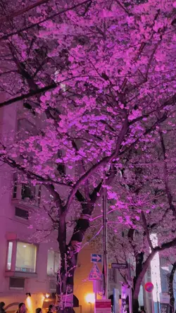 桜専用