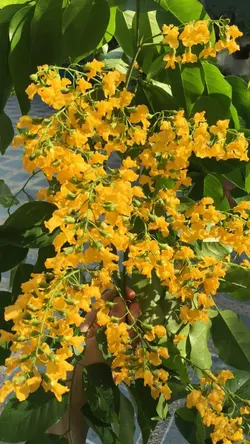 သကြန်မိုး