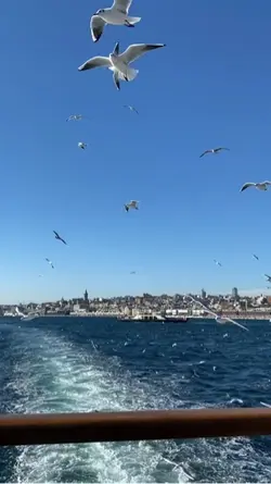Martılar