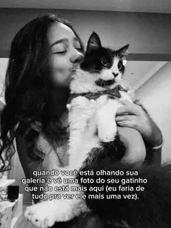gatinho falecido 