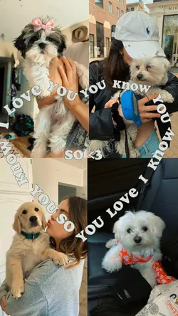 my pet 