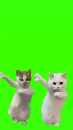 duo kucing joget 