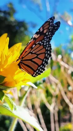 Slowmotion video 🦋✨