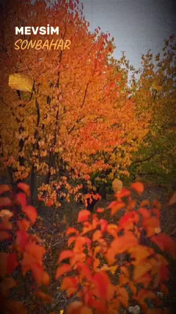 Mevsim Son Bahar