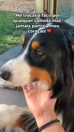 Amor de Pet