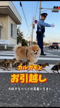 カルガモとお引越し