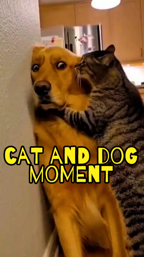 Katze und Hund Moment 