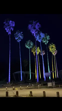 ヤシの木のイルミネーション
