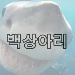 유행지난거같은 *유타악페*