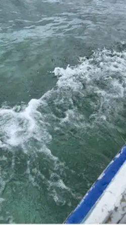 Paddle board