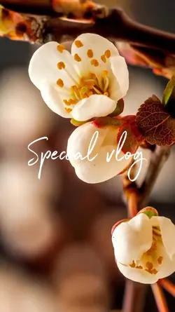 Special vlog