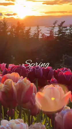 Spring 2026