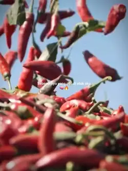 Versi petani cabe🌶️🔥