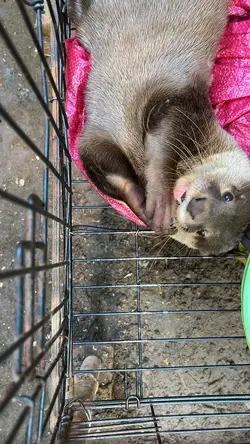 Funny Pet Cute Pet