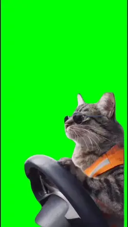 cat who drive 