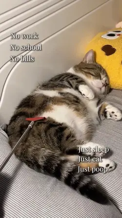 Cat sleep