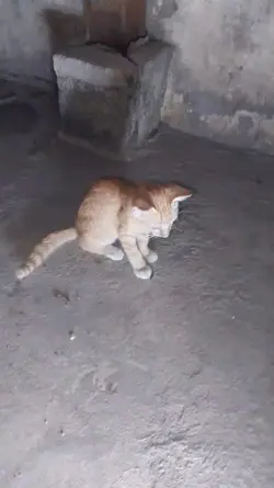 បងក៏ក្មេងអូនក៏ក្មេង