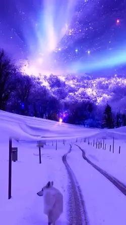 Beauty of winter 