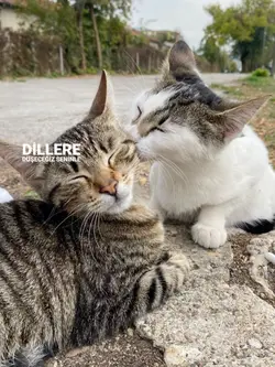 Dillere Düşeceğiz