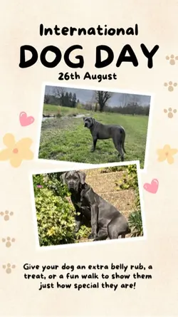 DOG DAY 🐾