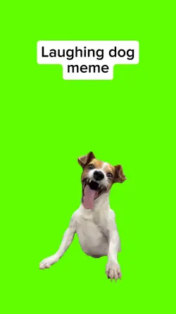 Laughing dog meme
