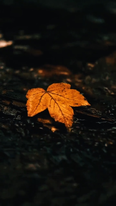 Cinematic Nature 