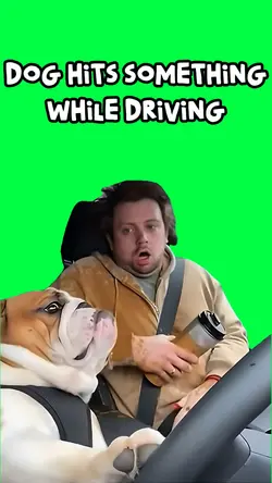 WHEN THE DOG DRIVES
