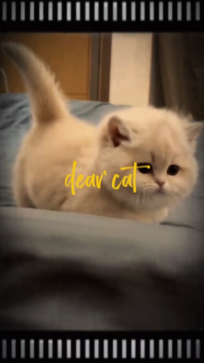 Querido gato