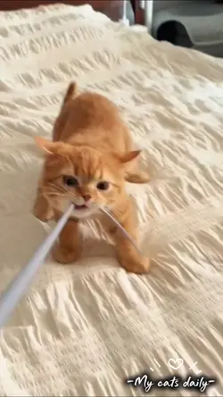 My cats daily