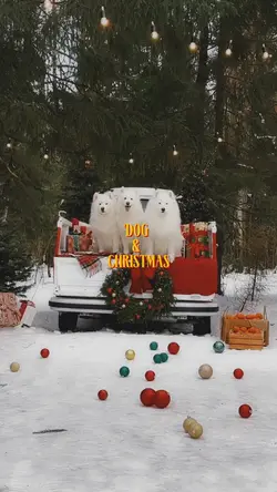 dog and christmas 