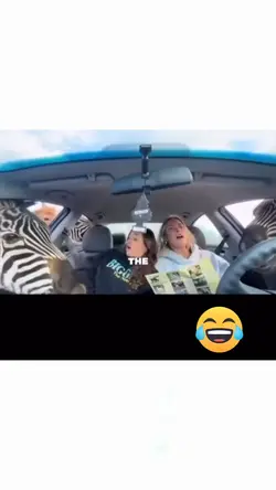 Zebras