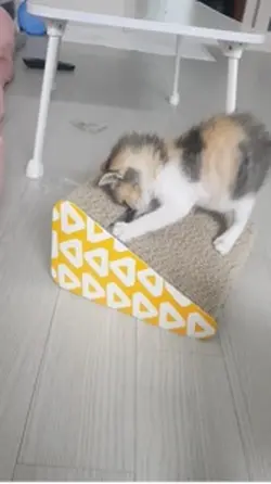 고양이