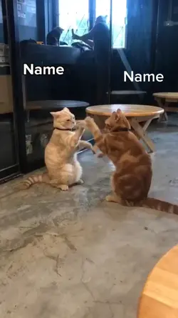 Funny cat fight
