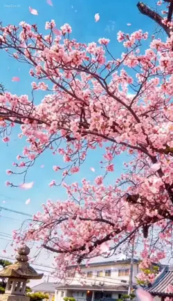 4月4日お花見 3
