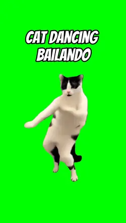 Cat dancing bailando