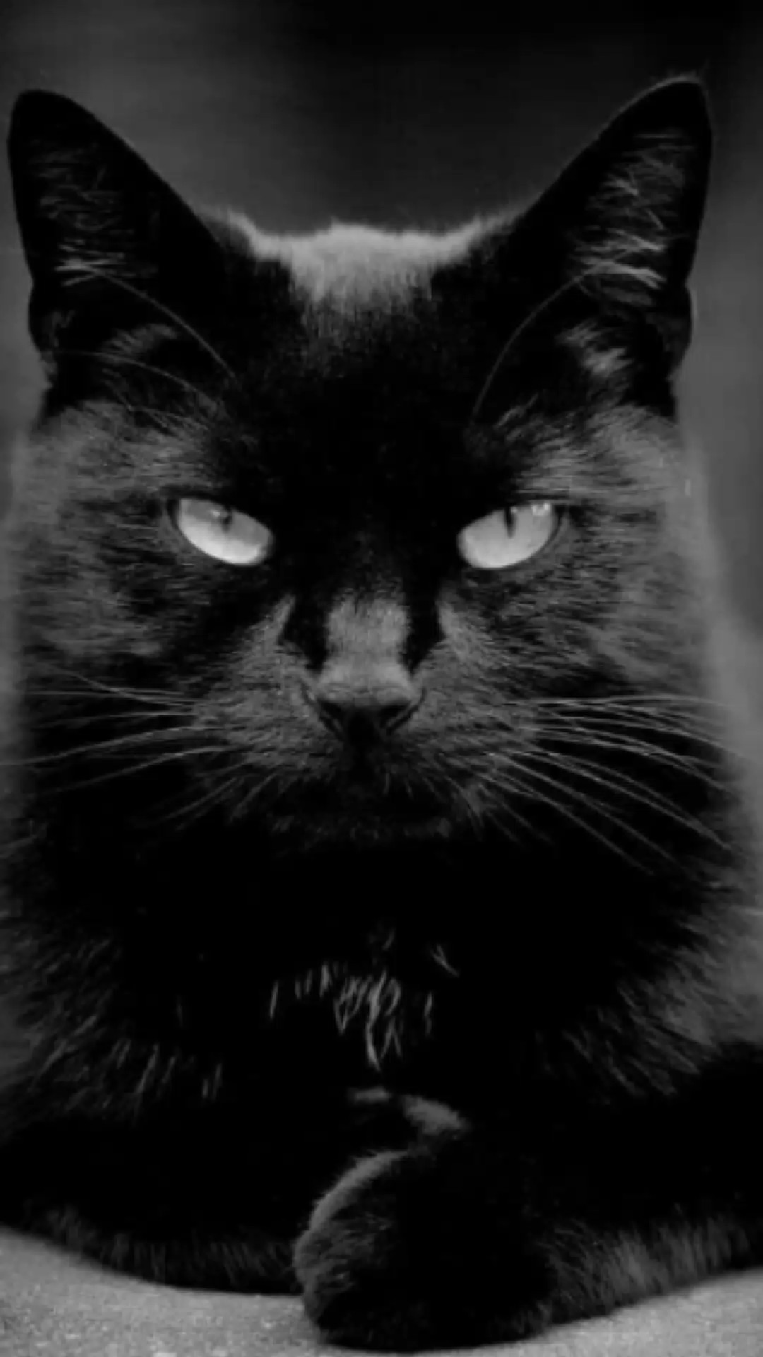 CAT BLACK