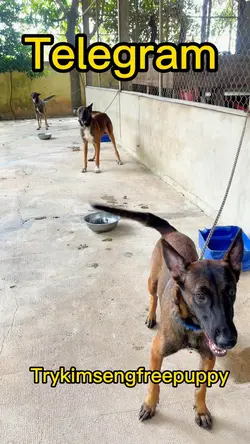 Telegram freepuppy 
