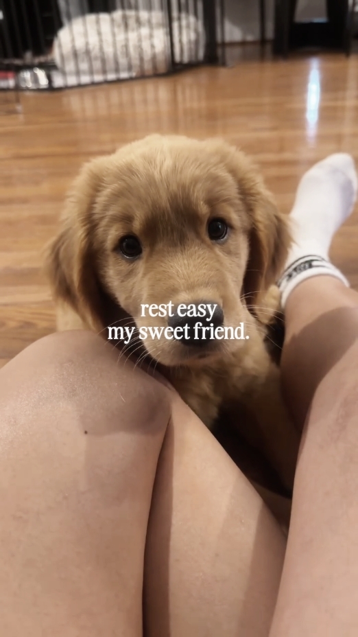 Namatay si Dog 