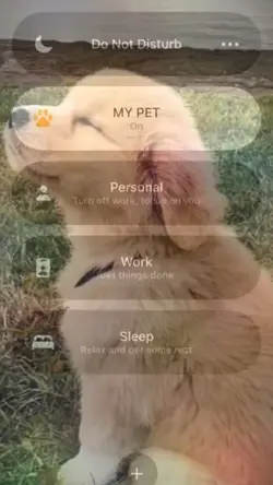 My pet