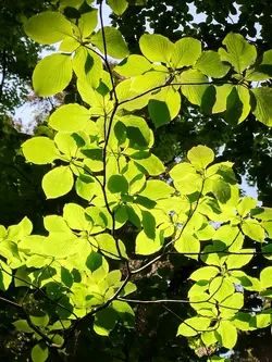 Nature自然の輝き
