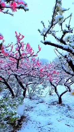 flower at snow