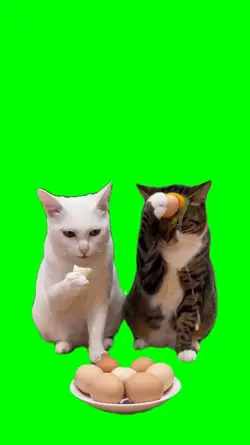 cat breaks egg haha