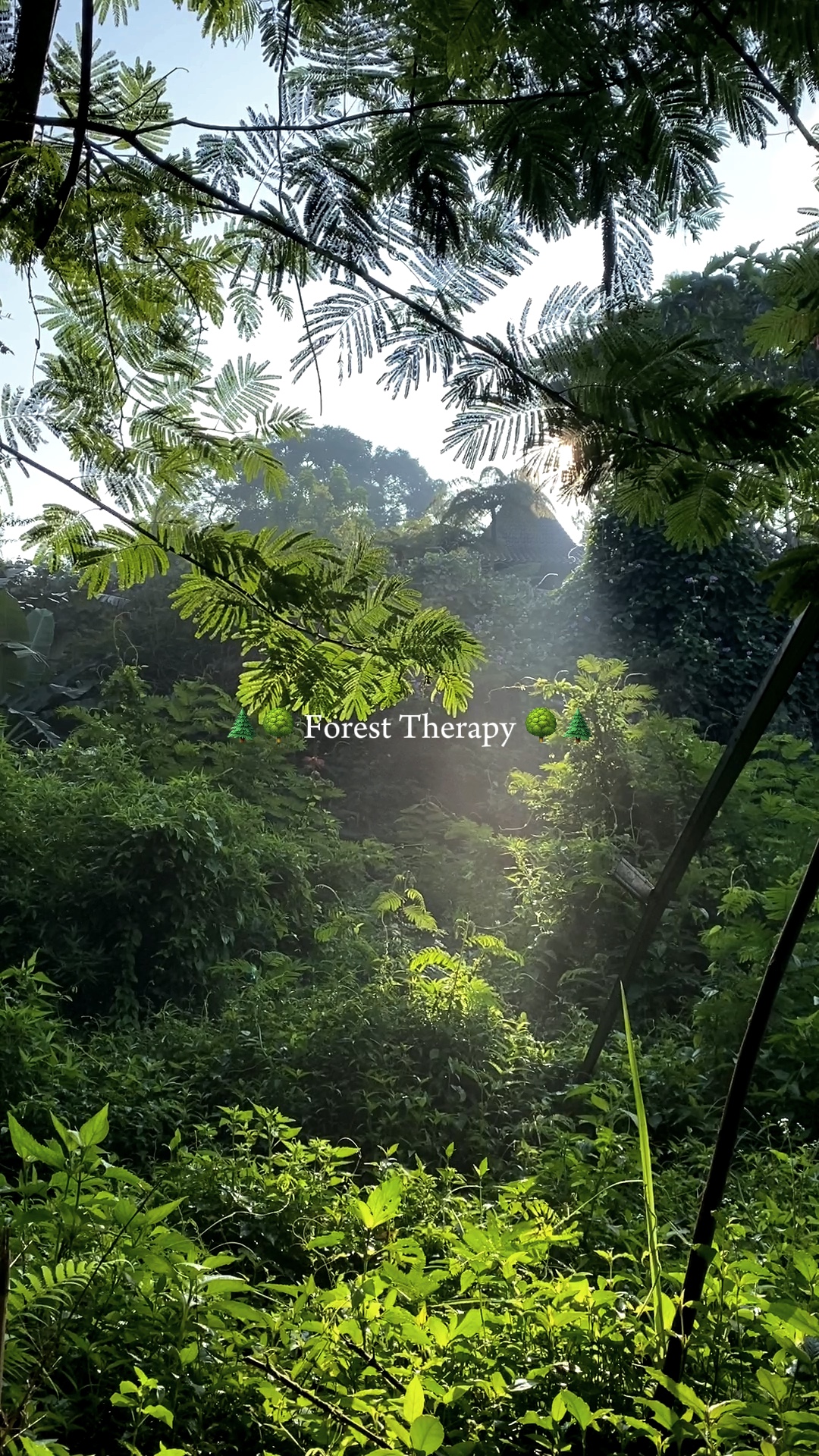 Forest therapy 2