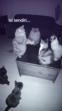 trend kucing ngumpul