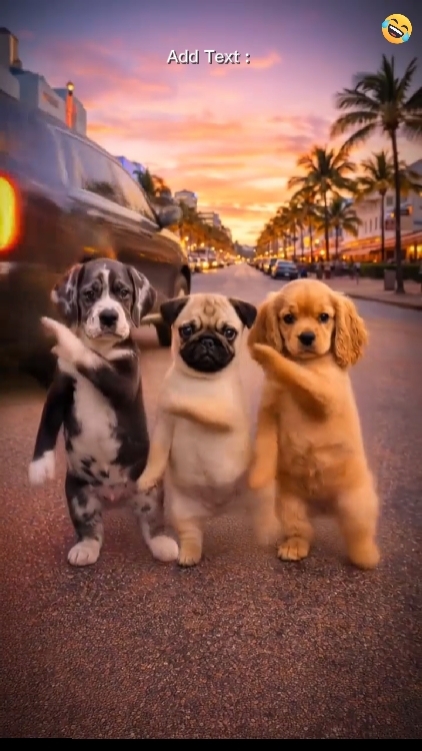 chien de danse