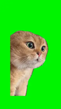 Talking Cat Meme