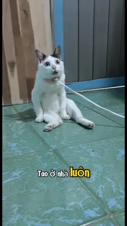 Vô tri hài hước😂