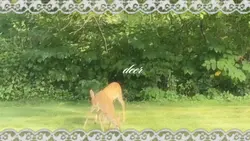 deer