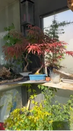 Maple bonsai 